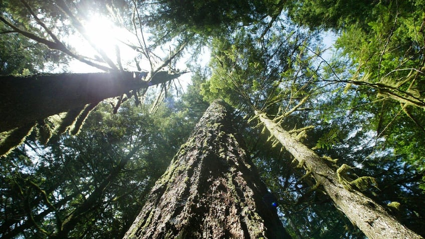 trump era amendment allowing logging of old growth forests violates other laws judge finds