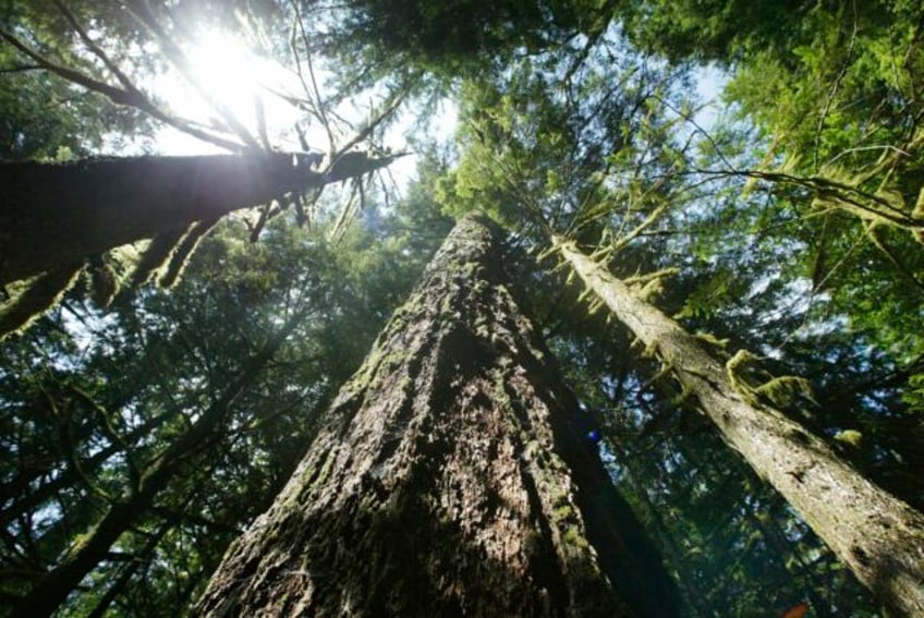 trump era rule change allowing the logging of old growth forests violates laws judge says