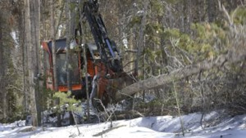 Trump order calls for immediate expansion of timber production