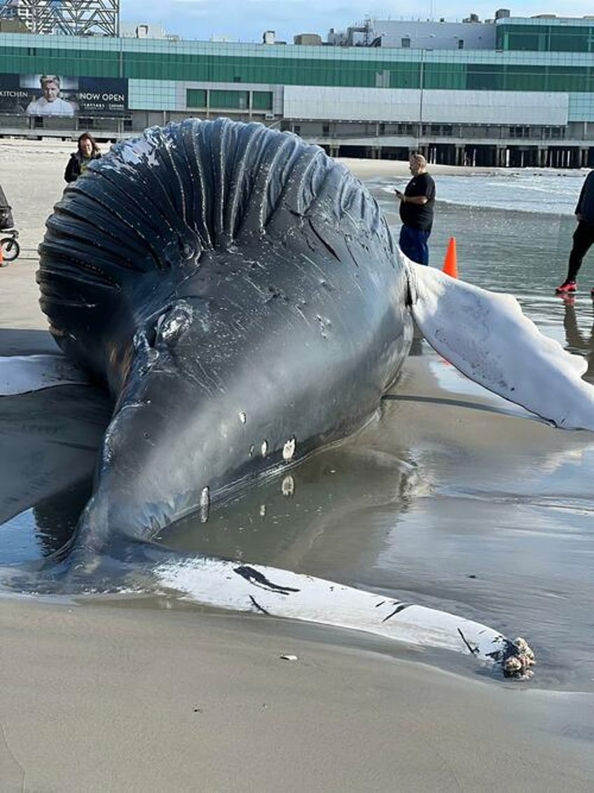 trump tells massive crowd day one executive order will target offshore wind to save whales