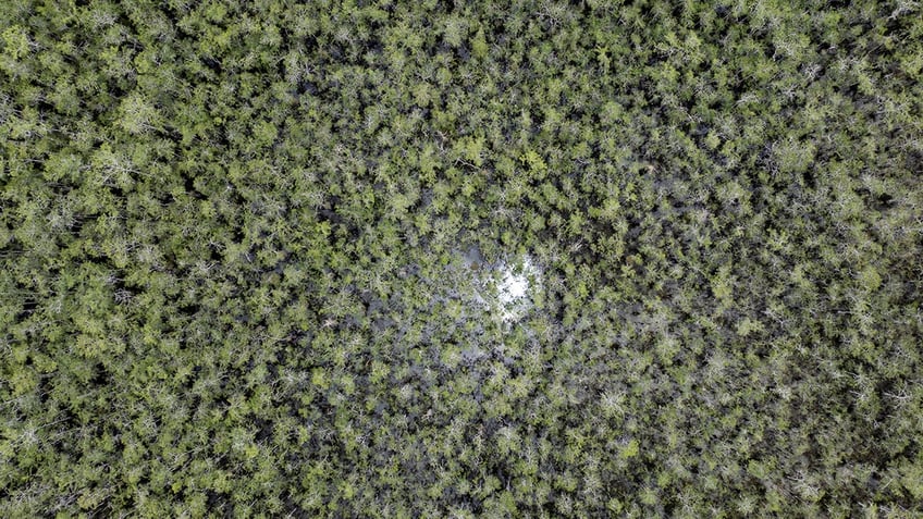 "Alligator Alcatraz" in Everglades