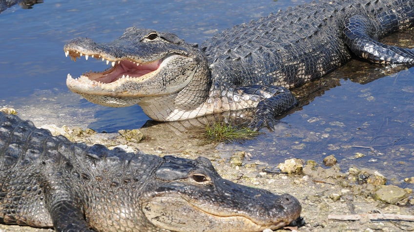 Alligators in Florida 