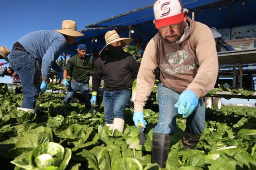 Immigrant farmworkers harvest lettuce at a field in Brawley, California, on December 10, 2