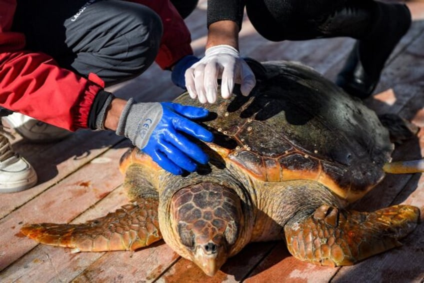 Life Medturtles released the rehabilitated turtles back into the Mediterranean