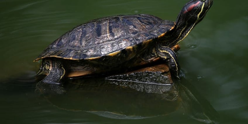 twenty six sickened in 11 states in salmonella outbreak linked to small turtles cdc