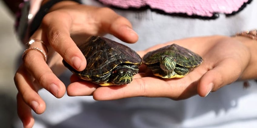 twenty six sickened in 11 states in salmonella outbreak linked to small turtles cdc