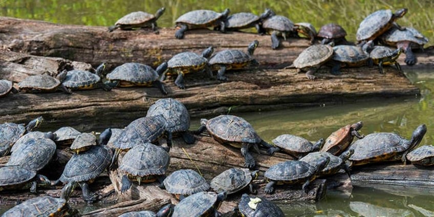 twenty six sickened in 11 states in salmonella outbreak linked to small turtles cdc