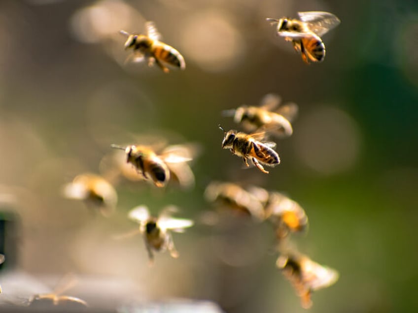 Bees
