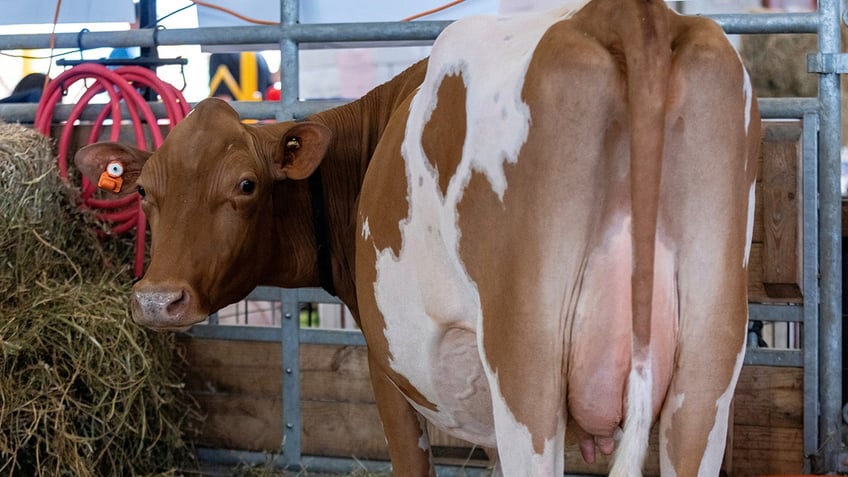 Cow at fair