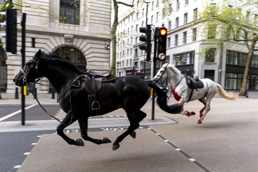two military horses that ran wild through london are in relatively serious condition