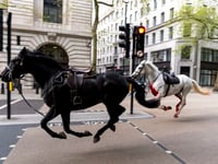 UK military horses injured after bolting across London in April ‘recovering with remarkable speed’