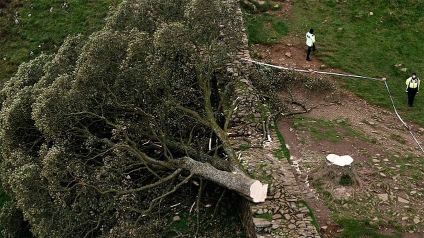 uk police arrest teenager in connection to cutting down ancient tree seen in robin hood prince of thieves