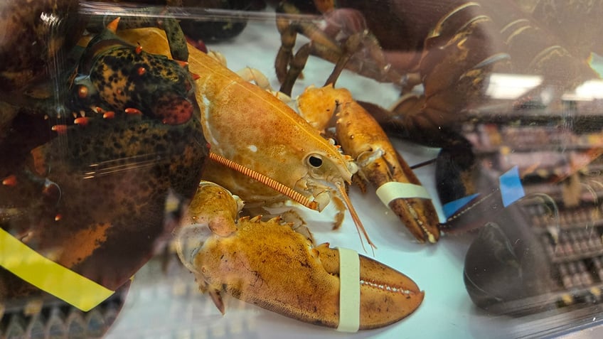 orange lobster in tank