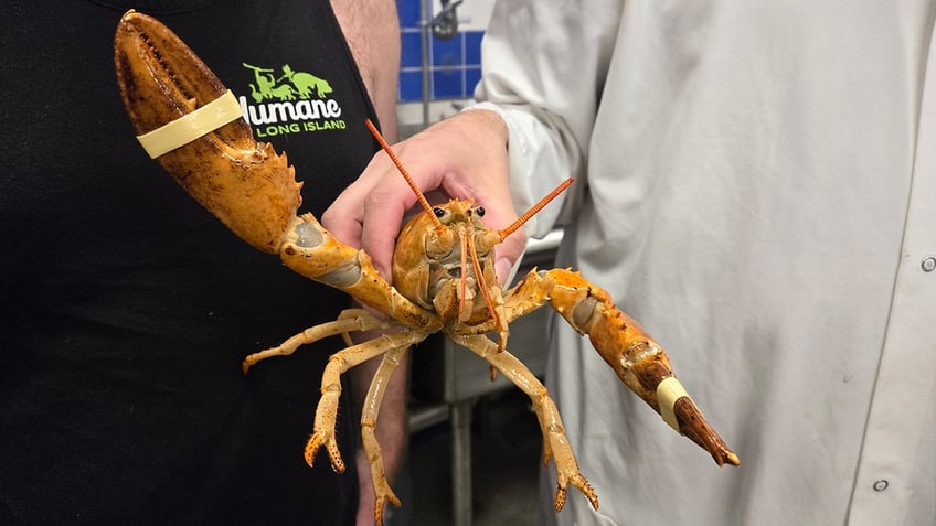 orange-lobster-rescued-in-hamptons