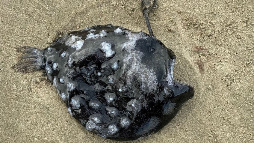 Close-up of dead Pacific football fish