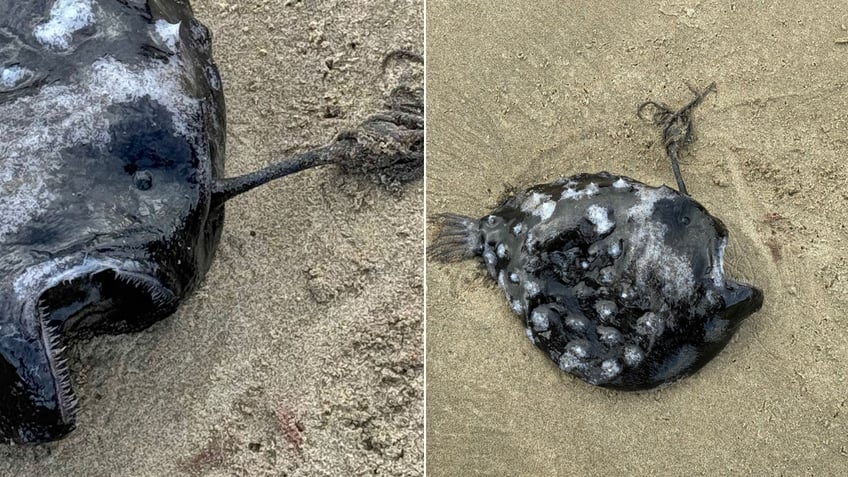 Split image of Pacific football fish