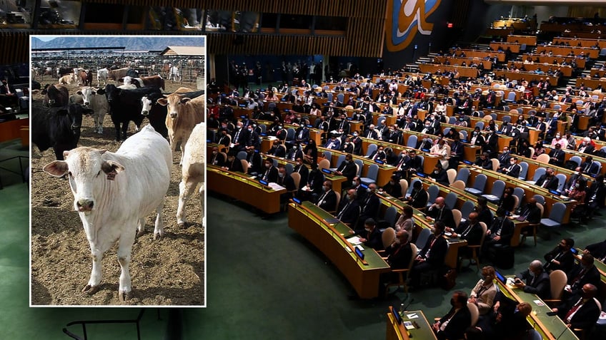 un climate summit serving gourmet burgers bbq as it calls for americans to stop eating meat