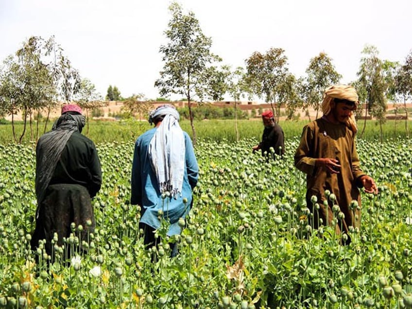 un says opium supply in afghanistan dropped 95 under taliban