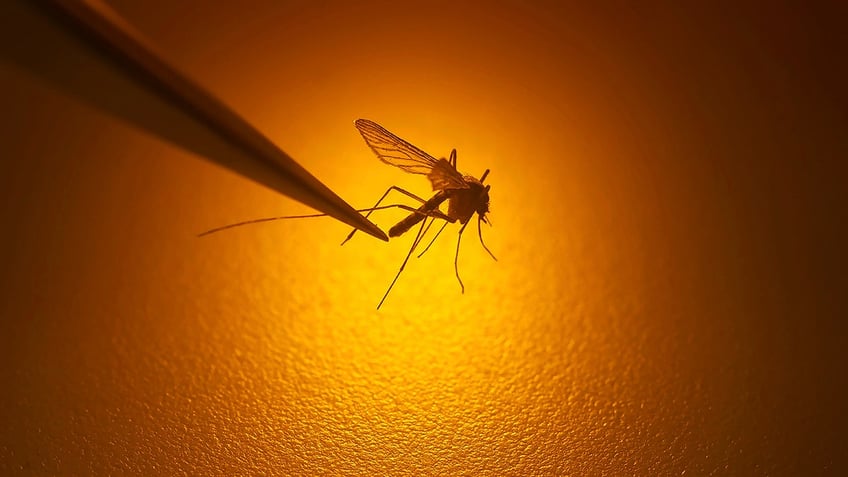 understanding the severity of the mosquito borne disease dengue