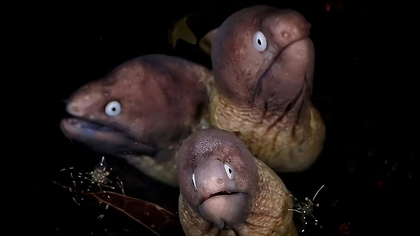 underwater photography competition crowns winners among 1600 photos see a 3 headed eel pic and more