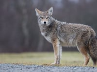 United Airlines flight returns to Chicago after hitting coyote