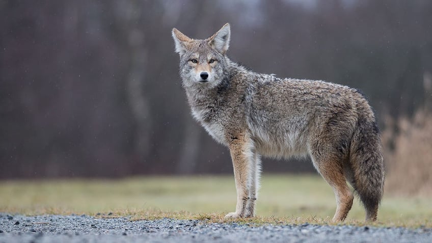 A coyote in British Columbia, Canada.