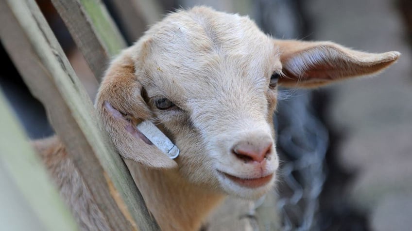 A baby goat sticks his head through a fence