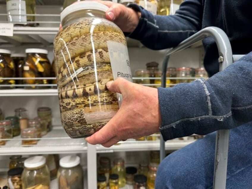 university of michigan slithers toward history with massive acquisition of jarred snake specimens