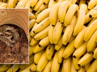 'Unwanted hitchhiker' found in grocery store's banana shipment 'a first' for conservation agency