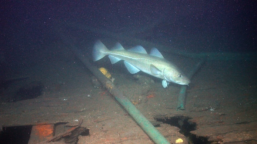 The shipwreck of the 1989 steamship Portland is home to a variety of marine life.