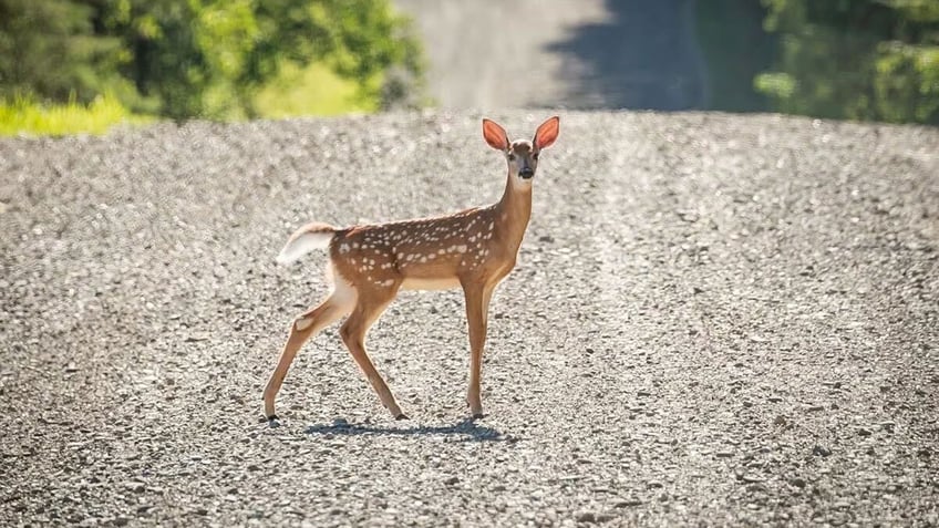 us awards 110 million to reduce wildlife car collisions