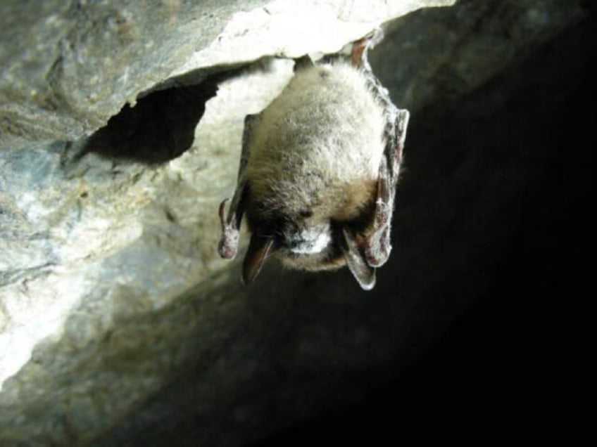 A brown bat affected with deadly white-nose syndrome -- a report says the death of bug-eat