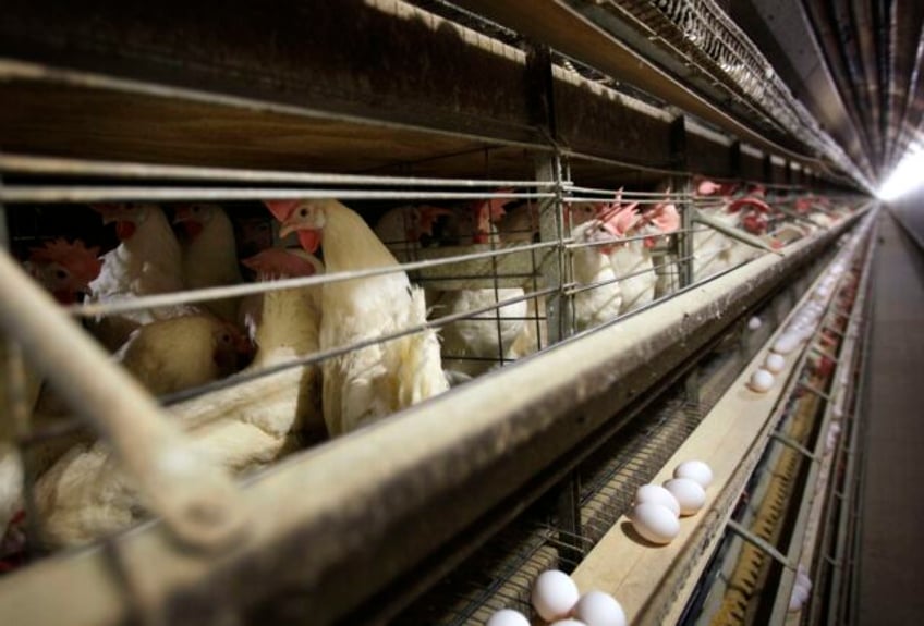 us egg producers conspired to fix prices from 2004 to 2008 a federal jury ruled this week