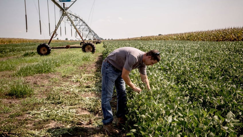 A farmer tending to his crops