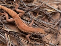US government declares rare lizard endangered, sparking clash between environmentalists and oil industry