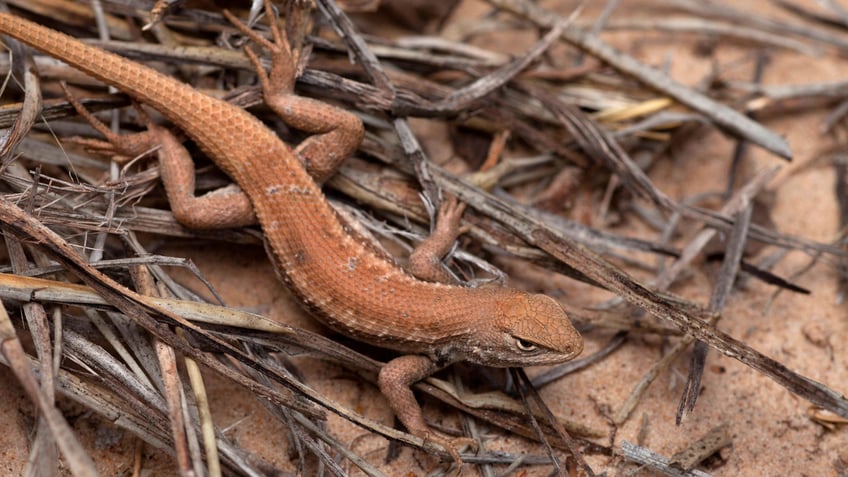 Dunes Sagebrush lizard