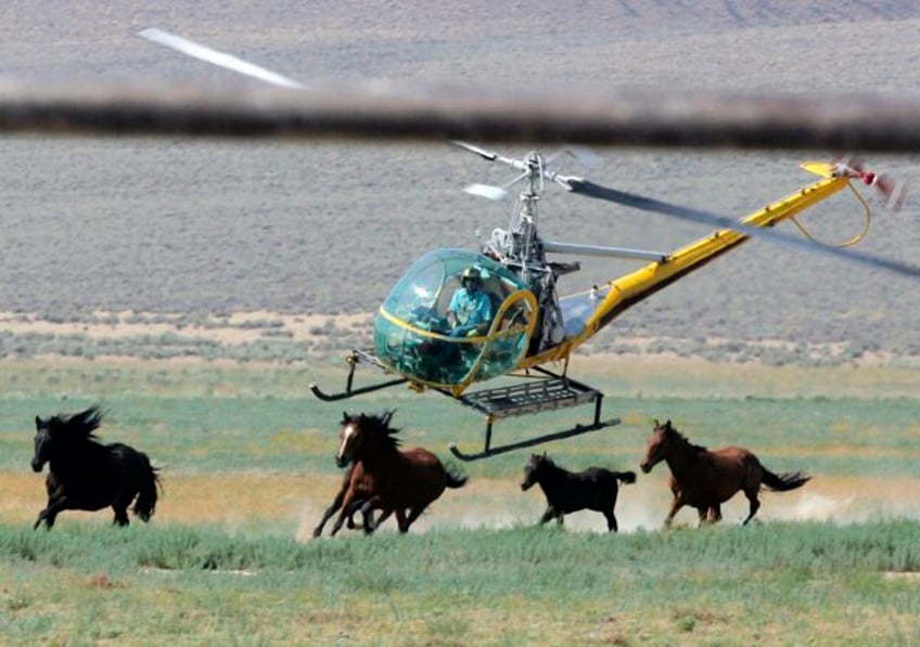 us judge to hear legal battle over nevada mustang roundup where 31 wild horses have died