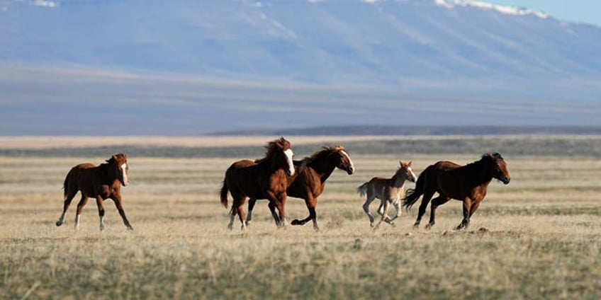 us land managers given deadline to justify nevadas controversial wild horse roundup program