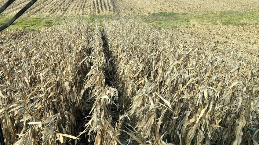 Corn crops are harvested