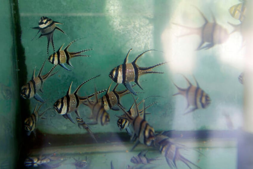 us looks to ban imports exports of a tropical fish threatened by aquarium trade