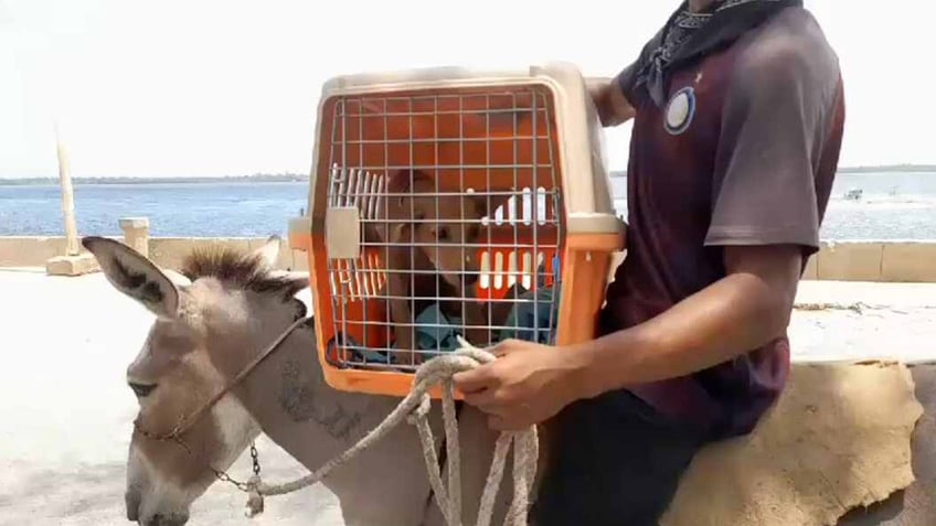 singo travels on a donkey in africa