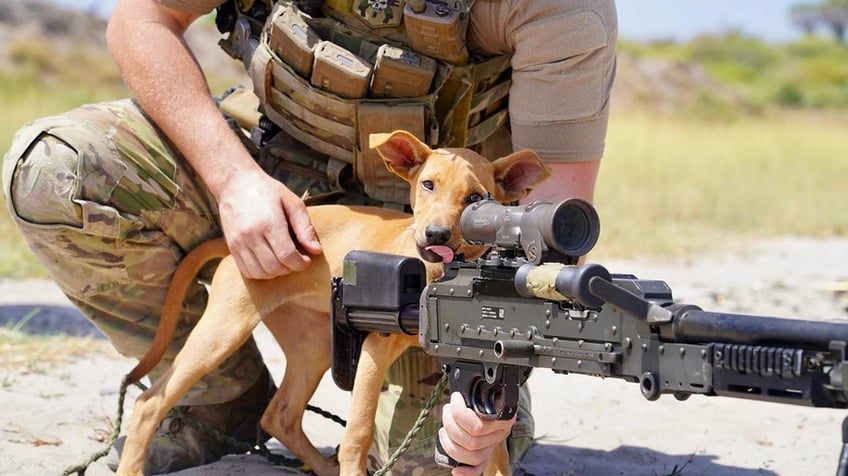 Puppy looking down scope of military firearm