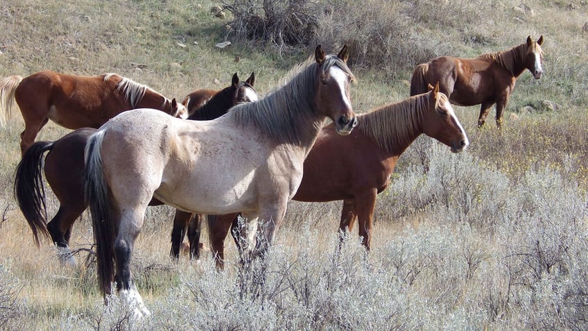 Horses along hiking trail