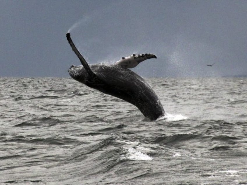 us navy banned from using sonar that could harm whales