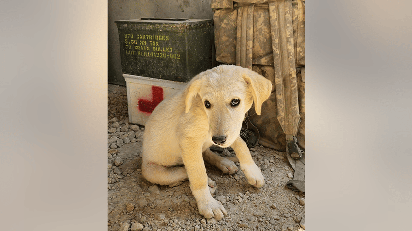 us navy sailor launches rescue of small puppy saved during overseas deployment cant leave a comrade behind