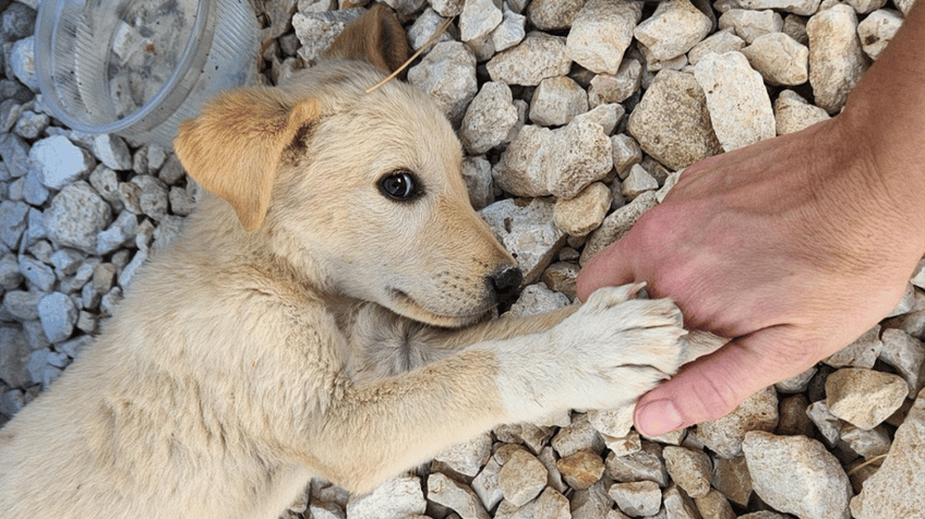 us navy sailor launches rescue of small puppy saved during overseas deployment cant leave a comrade behind