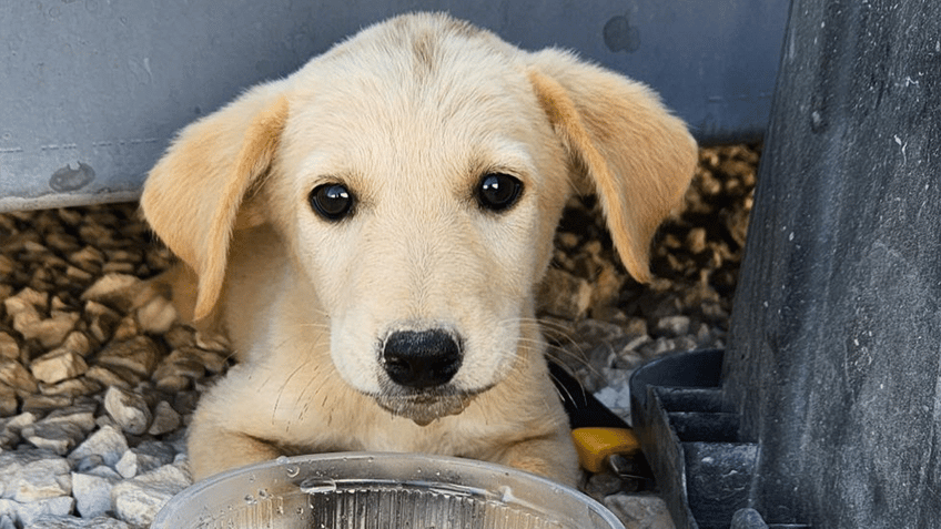 us navy sailor launches rescue of small puppy saved during overseas deployment cant leave a comrade behind