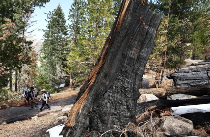 The 2020 Bobcat Fire damaged tens of thousands of acres (hectares) of US Forest Service la