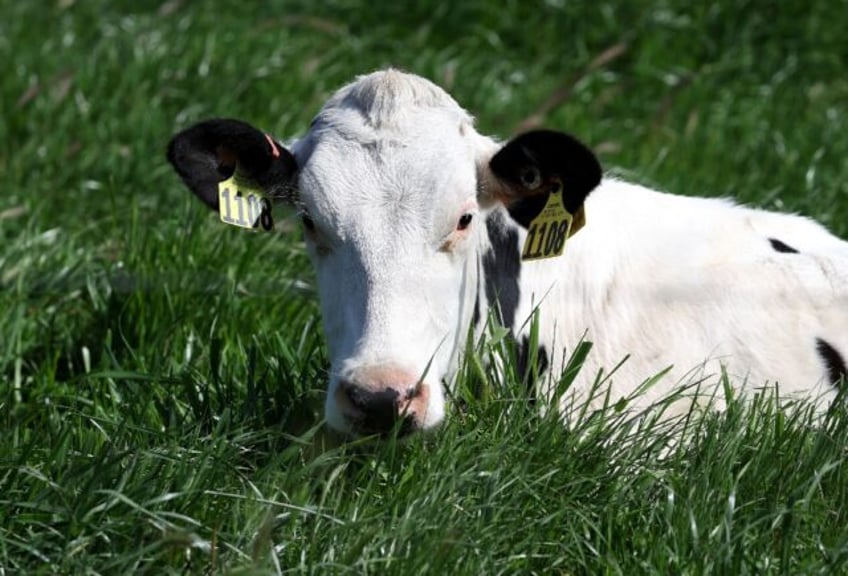 In the United States, 52 herds of dairy cows have been infected with the HPAI H5N1 strain