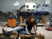 US restorationist solves 60-million-year-old dinosaur fossil ‘puzzles’